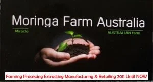 AUSTRALIAN Moringa TEA BAGS. Moringa LEAF with Lemon Grass and Ginger X 24 bags